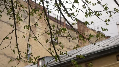 Blossoming leaves on the branches of a chestnut tree. Stock Footage 272293700