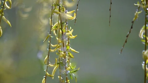 Blossoming leaves on the branches of willow spring Stock Footage 108374710
