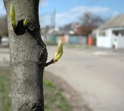 Blossoming the leaves on the tree Stock-Fotos