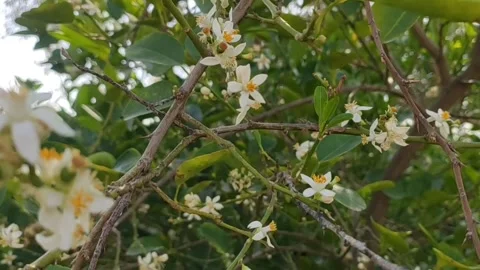 Blossoming lemon tree flowers, close up footage Stock Footage 238979034