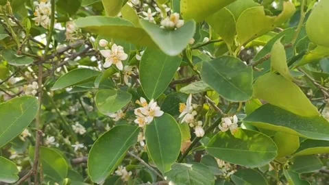 Blossoming lemon tree flowers, close up footage Stock Footage 238979041
