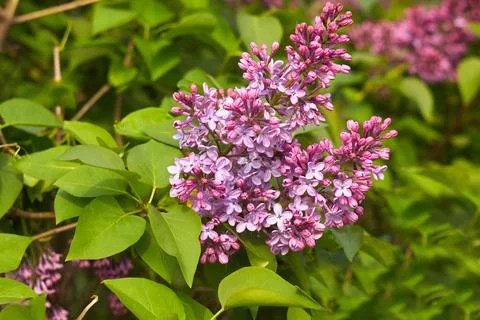 Blossoming lilac background Stock Photos