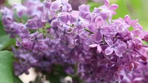 Blossoming lilac on a blurred background Stock Footage 309317269