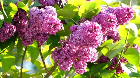 Blossoming lilac Stock Footage 38039818