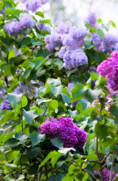 Blossoming lilac Foto stock