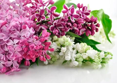 Blossoming lilac Stock Photos
