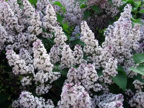 Blossoming lilac Stock Photos