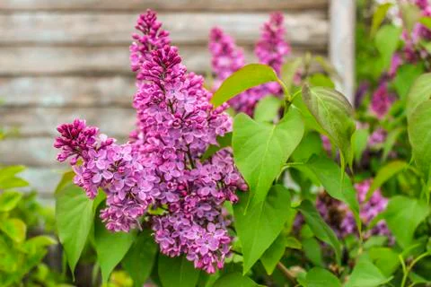Blossoming lilac Stock Photos