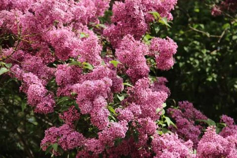 Blossoming lilac in spring Stock Photos