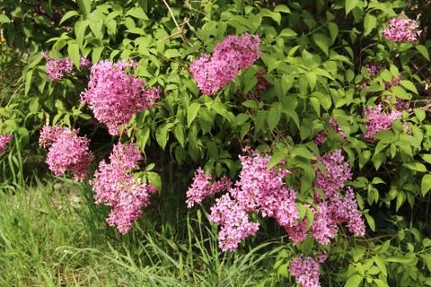 Blossoming lilac in spring Stock Photos