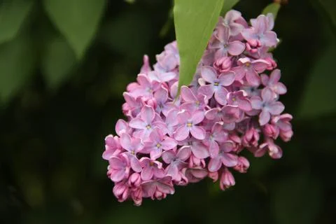 Blossoming lilac in spring Stock Photos