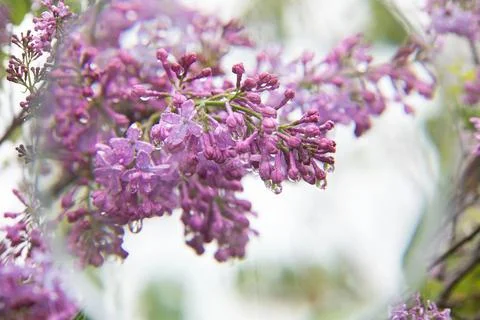 Blossoming lilac tree branch in springtime. Close-up. Stock Photos