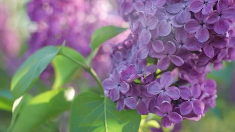 Blossoming lilacs waving from the spring wind at sunset Stock Footage 89505650