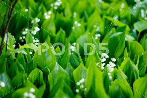 Blossoming lilies of the valley in a sunny forest Stock Photos