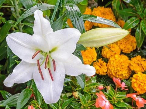 Blossoming lily Stock Photos