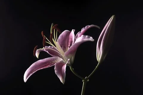 Blossoming Lily Stockfoto's