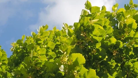 Blossoming linden tree Stock Footage 76933438