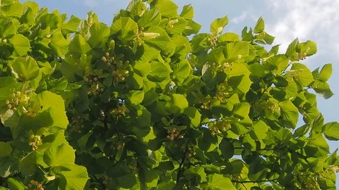 Blossoming linden tree Stock Footage 76933461