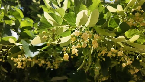 Blossoming Linden Tree in Summer Stock Footage 293044577