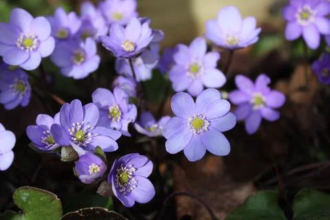 Blossoming liverleaf Stock Photos