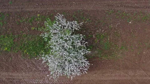 Blossoming lonely apple tree in spring wind, aerial Stock Footage 232103589