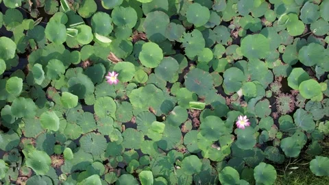 Blossoming Lotus in Tranquil Pond Stock Footage 289445566
