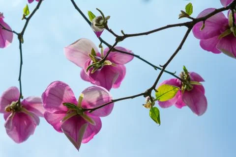 Blossoming of magnolia flowers in spring time Stock Photos