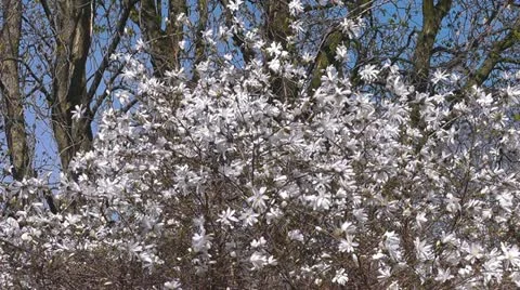 Blossoming magnolia 動画素材 10909370