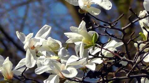 Blossoming magnolia Stock Footage 10909441