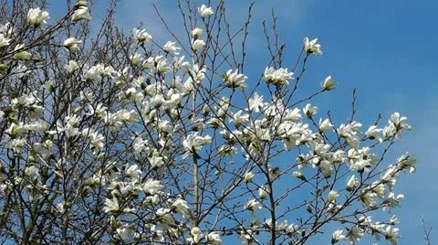 Blossoming magnolia Stock Footage 10909462