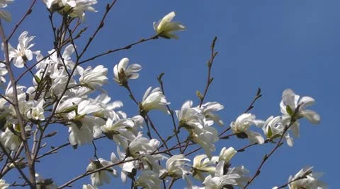 Blossoming magnolia Stock-Footage 10909474