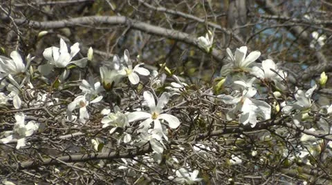 Blossoming magnolia Stock Footage 10909477
