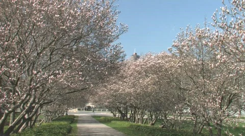 Blossoming Magnolia Trees Stock Footage 687448