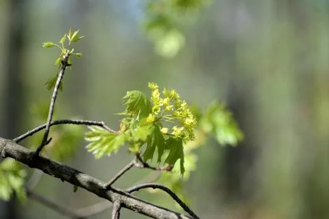 Blossoming maple tree in a sunny spring day close up Stock Photos