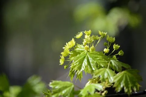 Blossoming maple tree in a sunny spring day close up Stock-Fotos