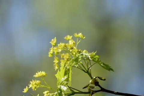 Blossoming maple tree in a sunny spring day close up Stock Photos
