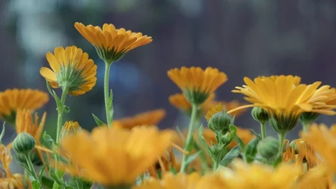 Blossoming marigolds Stock Footage 129237948