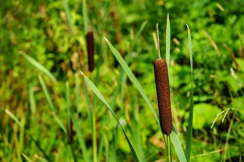 Blossoming marsh cane Stock Photos