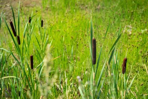 The blossoming marsh cane Foto stock