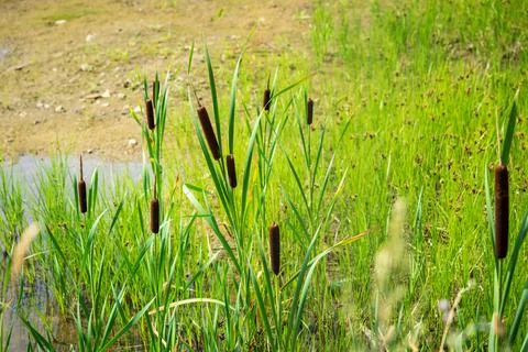 The blossoming marsh cane Foto stock