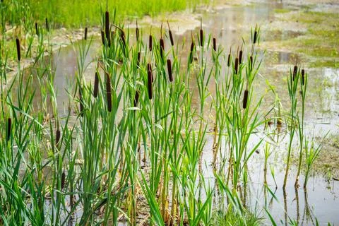 The blossoming marsh cane Stock Photos