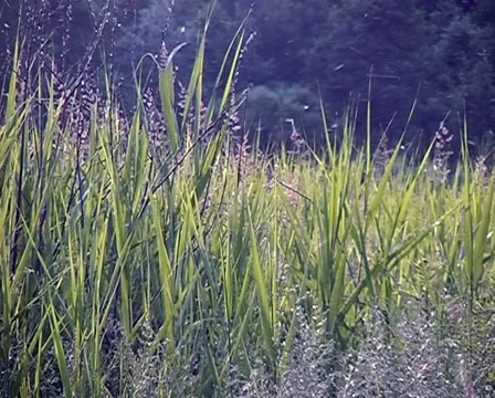 Blossoming meadow. Video stock 906076