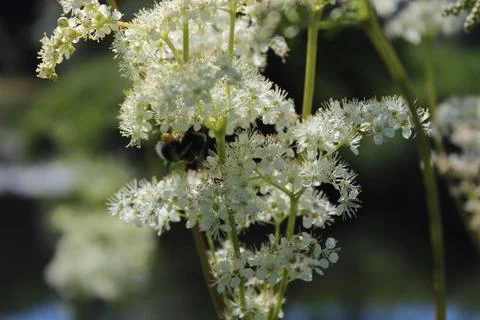 Blossoming meadowsweet Stock Photos