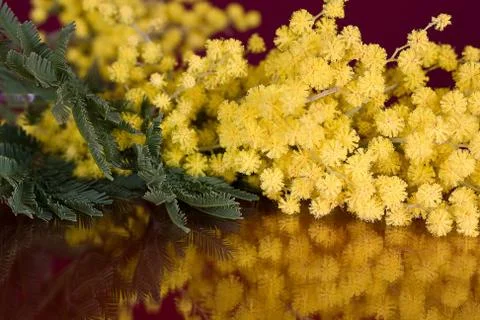 Blossoming mimosa Foto stock