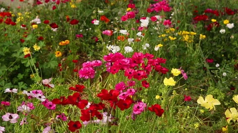 Blossoming multi-colored anemones Stock Footage 98042846
