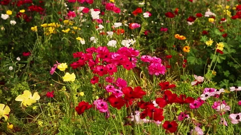 Blossoming multi-colored anemones on light wind Stock-Footage 97734013