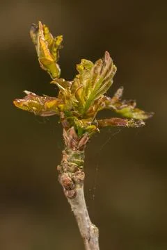 Blossoming oak bud Foto stock