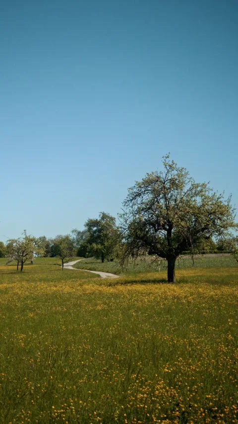 Blossoming Orchard Meadow with Winding Path and Yellow Wildflowers Stock Footage 334134997