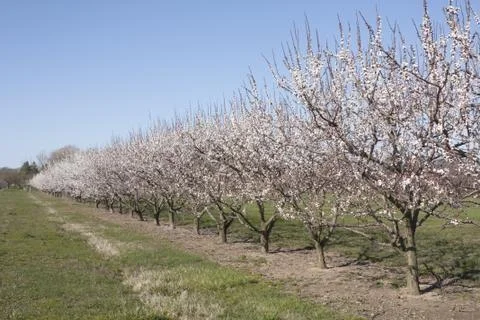 Blossoming Orchard Stock Photos