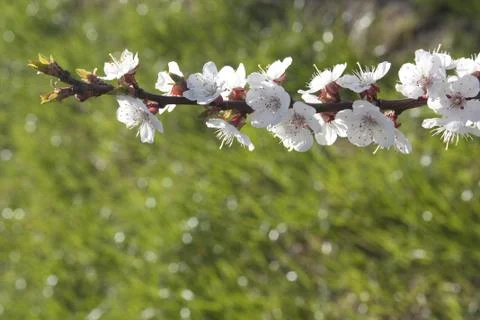 Blossoming Orchard Foto stock